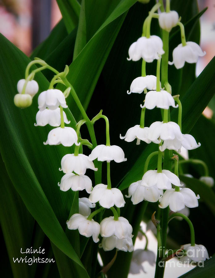 Lily of the Valley Photograph by Lainie Wrightson