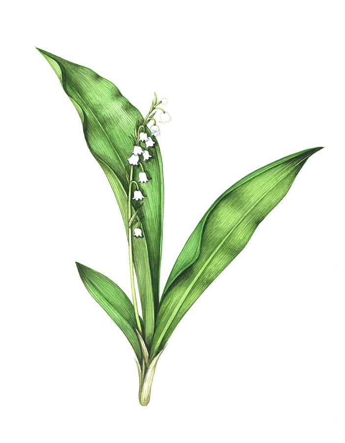 Lily Of The Valley Photograph by Lizzie Harper