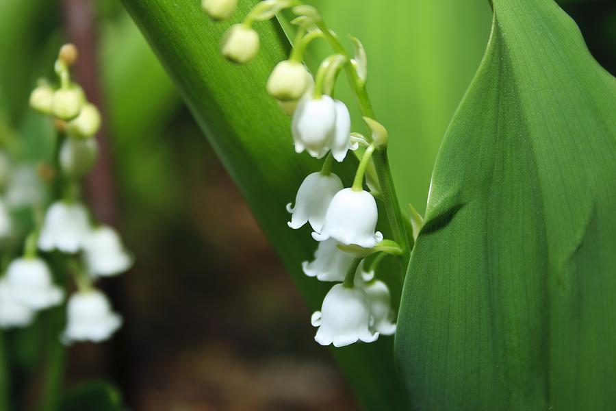 Lily of the Valley Photograph by Marisa Geraghty Photography