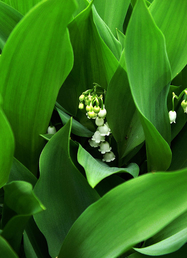 Lily of the Valley Photograph by Michael Friedman