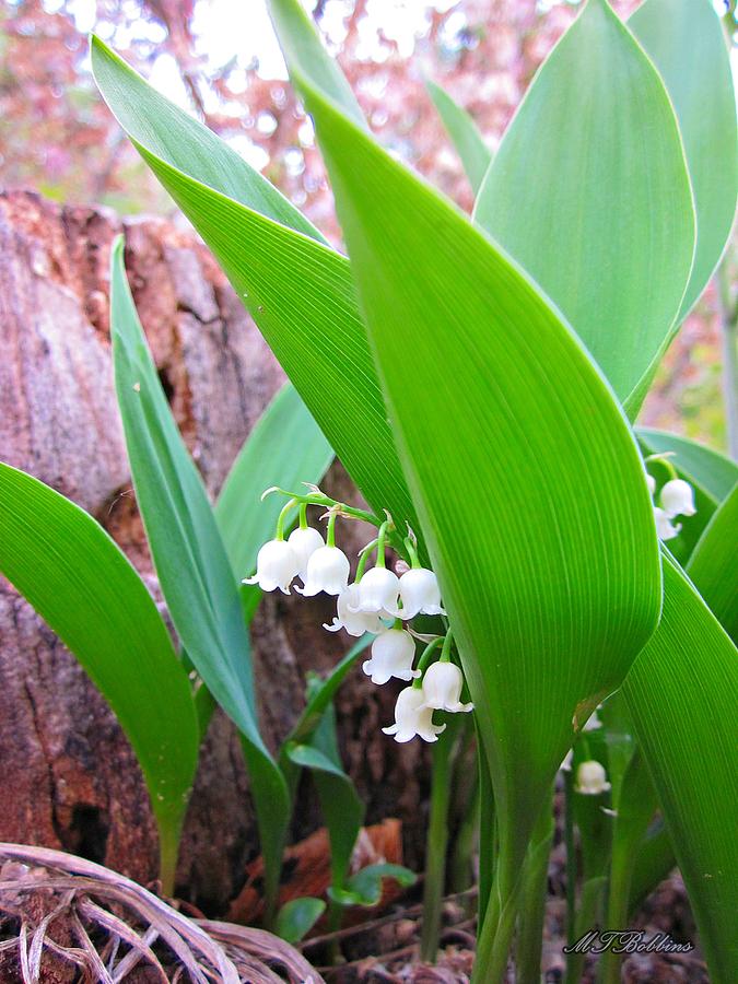 Lily of the Valley Photograph by MTBobbins Photography