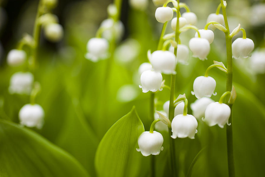 Lily of the valley Photograph by Oluolu3