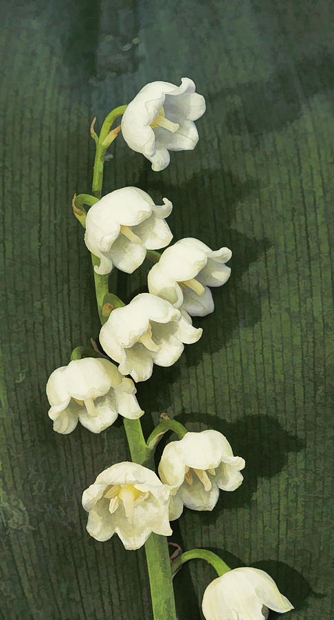 Lily of the Valley Photograph by Paul DeRocker