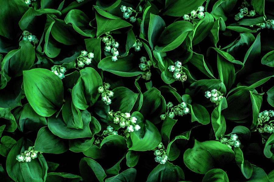 Lily of the Valley Photograph by Robert Clifford