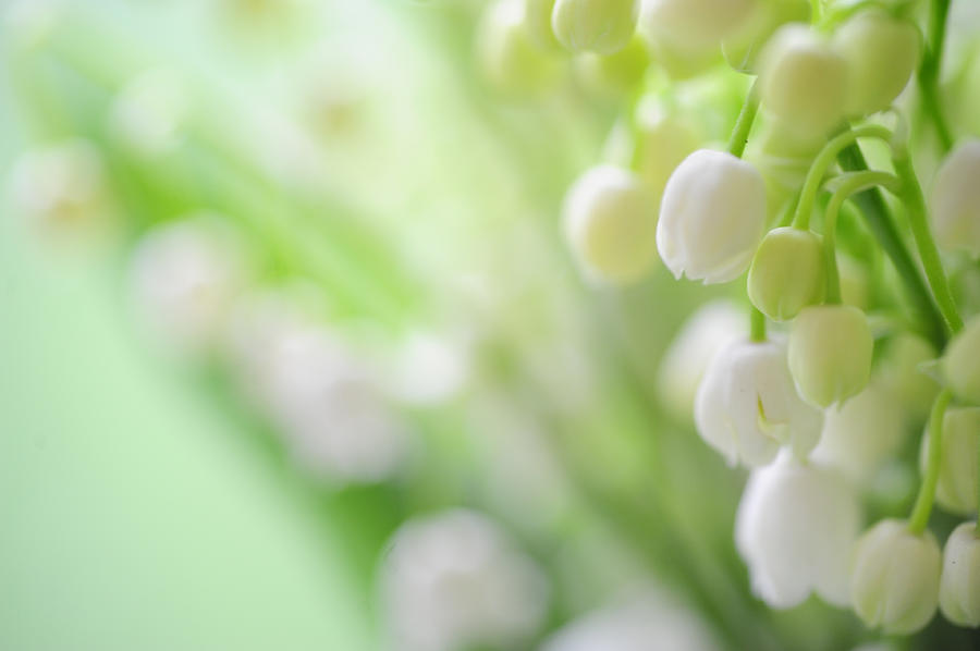 Lily of the Valley. Spring Delight Photograph by Jenny Rainbow