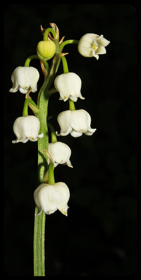 Lily Of The Valley Photograph by Tammy Schneider