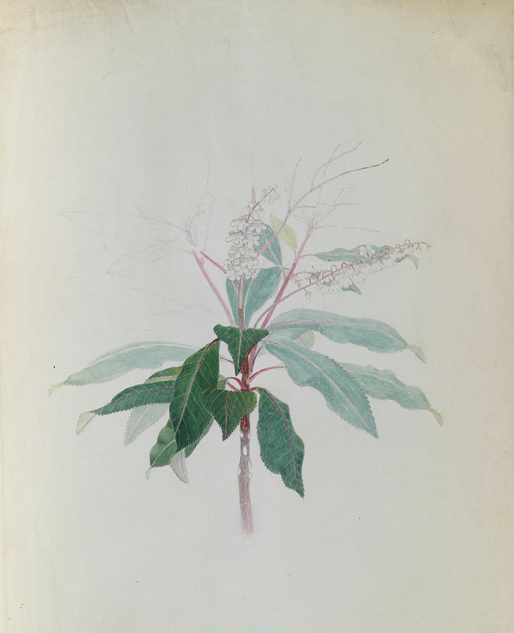 Lily Of The Valley Tree (clethra Arborea) Photograph by Natural History Museum, London/science Photo Library