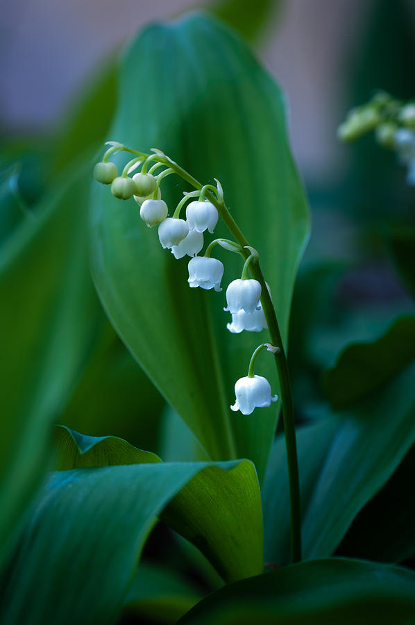 Lily of the Valley Photograph by Wayne Meyer - Fine Art America