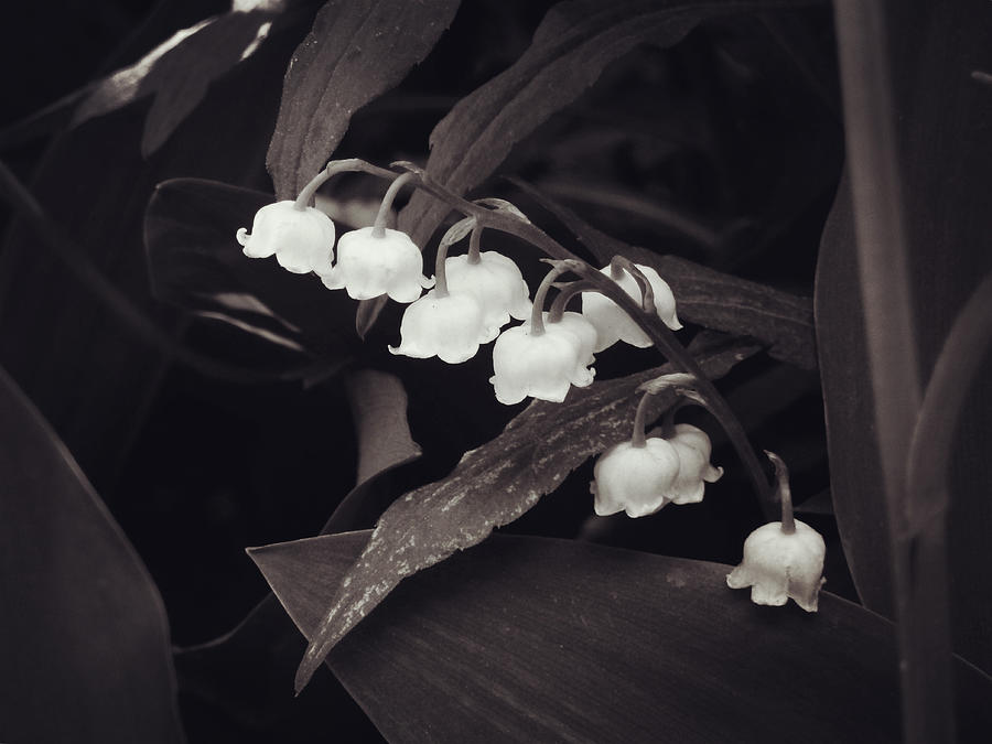 Lily of the Valley Photograph by Zinvolle Art - Fine Art America