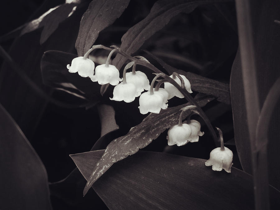 Lily Of The Valley Photograph By Zinvolle Art - Fine Art America