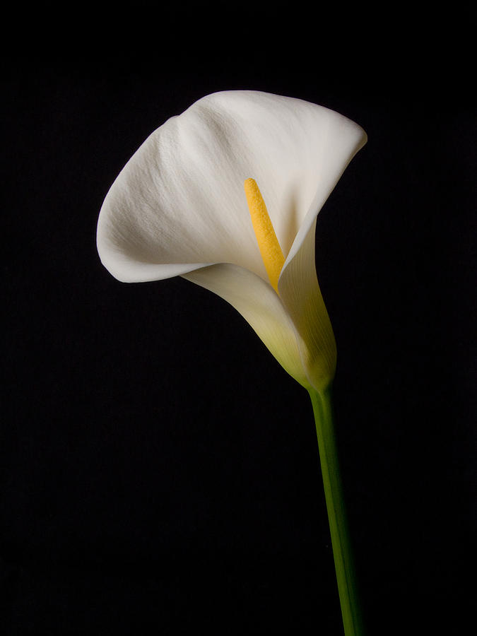 Calla Lily Photograph - Lily on black by Guillermo Rodriguez