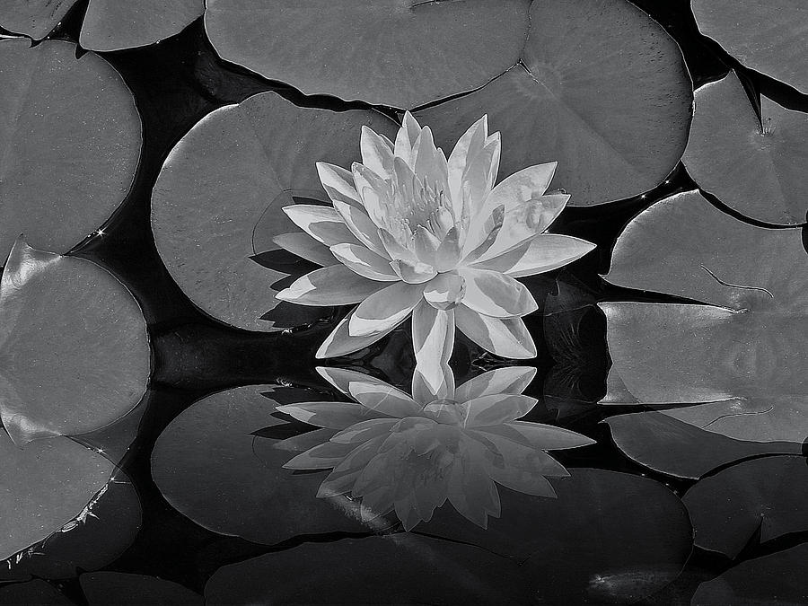 Black And White Photograph - Lily on the pond by Guillermo Rodriguez