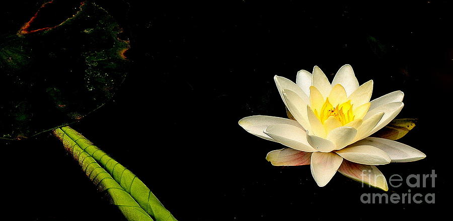 Lily On The Pond Photograph by Marcia Lee Jones