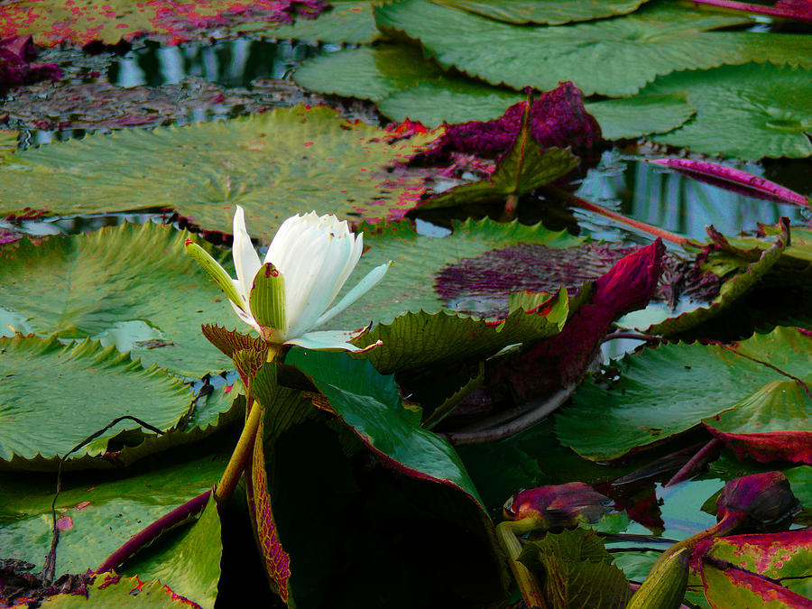 Lily on the Pond Photograph by Susan Duda
