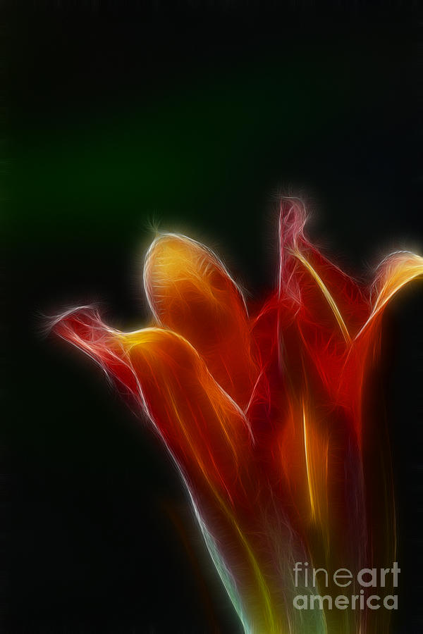 Flower Photograph - Lily Opening-5960 by Gary Gingrich Galleries