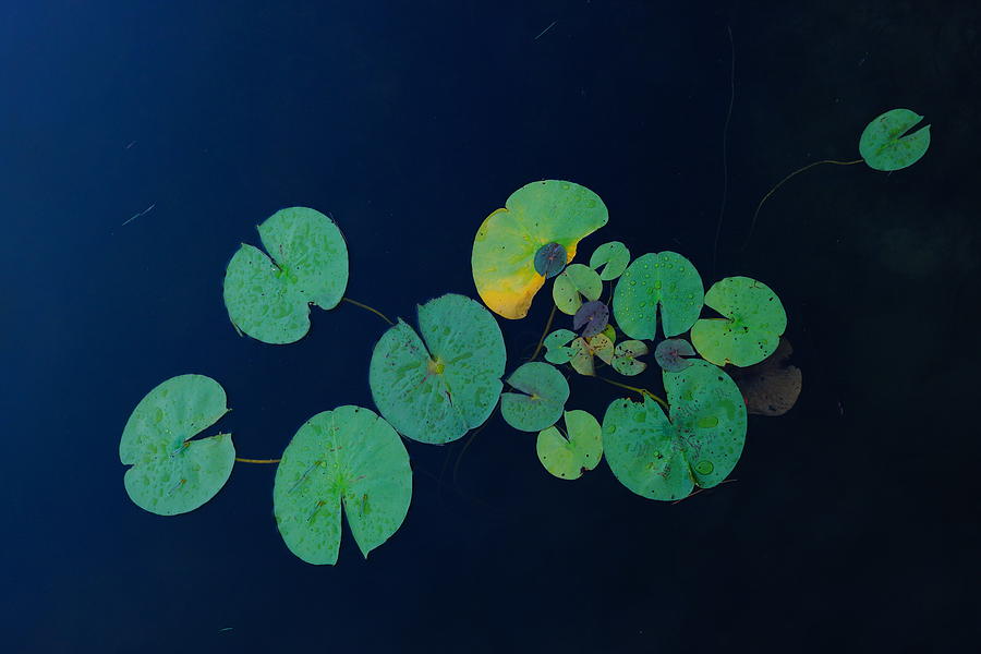Lily Pad 2 Photograph by Steven Clipperton