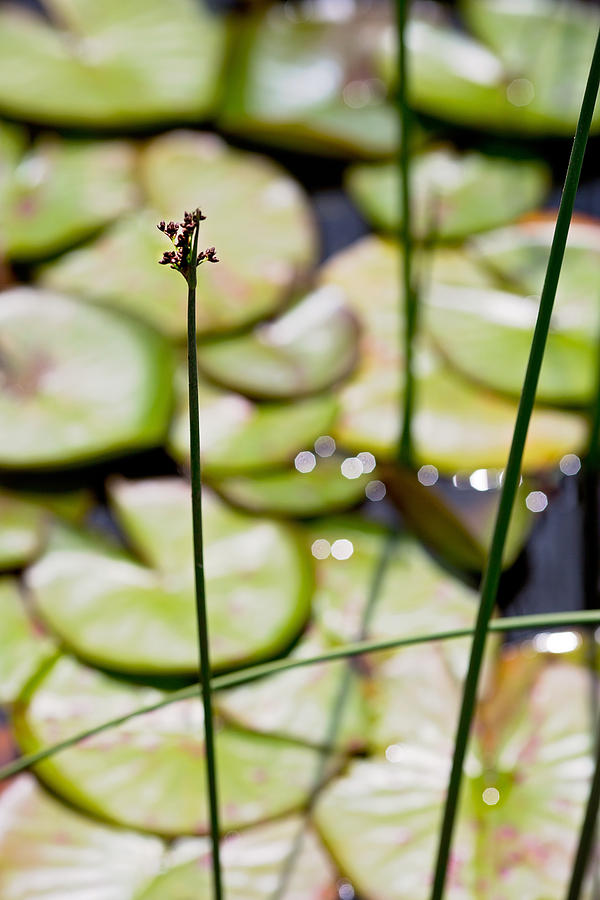 Abstract Photograph - Lily Pad Abstract 1 by Rebecca Cozart