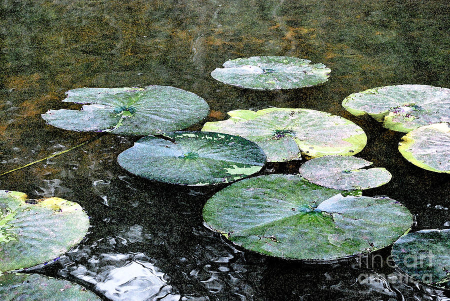 Lily Pad Photograph by Bill Thomson