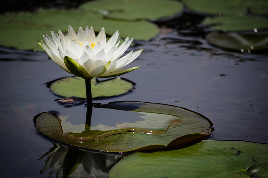 Lily Pad Flower Photograph by Shannon Blanchard - Fine Art America