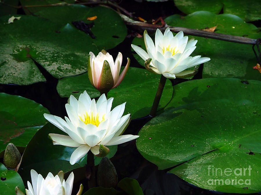 Koi Photograph - Lily Pad flowers  by Jt PhotoDesign