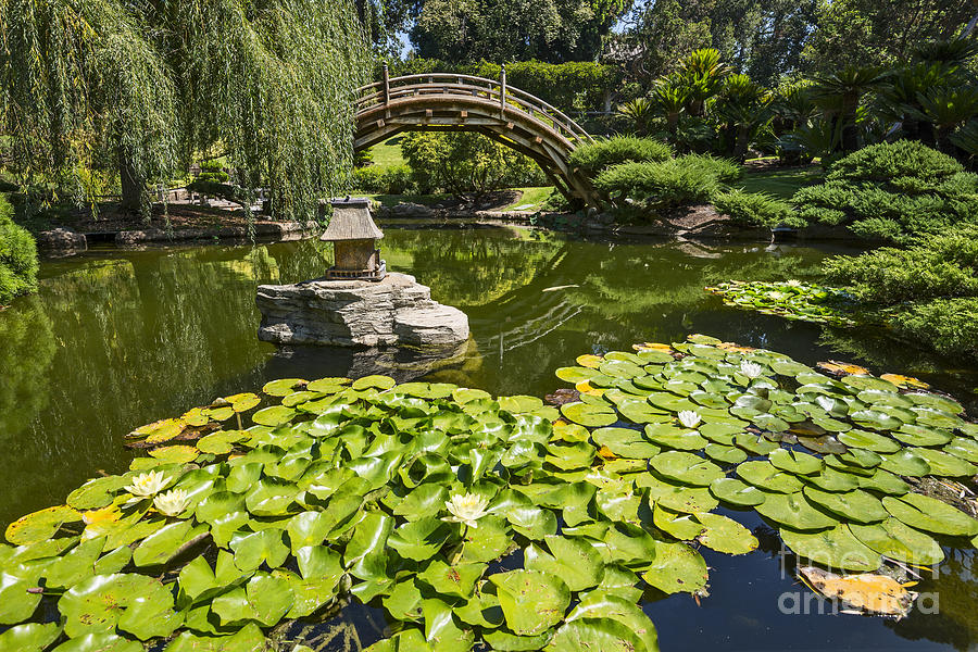 Lily Photograph - Lily Pad Garden - Japanese Garden at the Huntington Library. by Jamie Pham