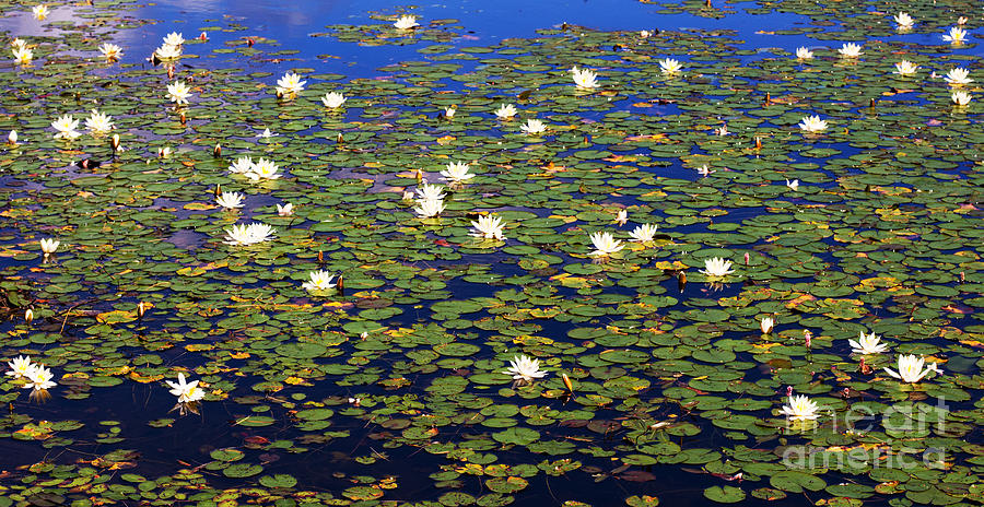Lily Pad Pond Photograph by Barbara McMahon