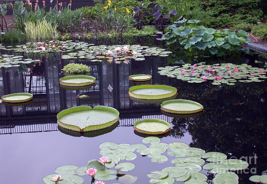 Lily Pad Pond Photograph by Living Color Photography Lorraine Lynch