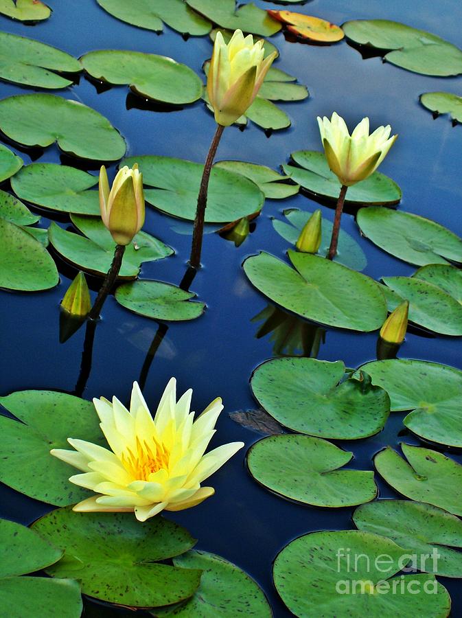 Lily Pad Pond Photograph By Sara Raber