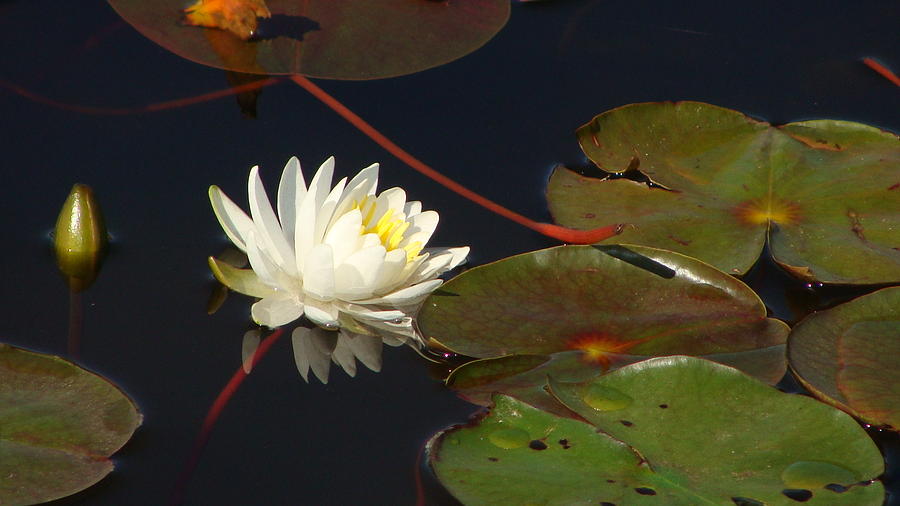 Lily Pad Pond Photograph by Sharon Woods - Fine Art America