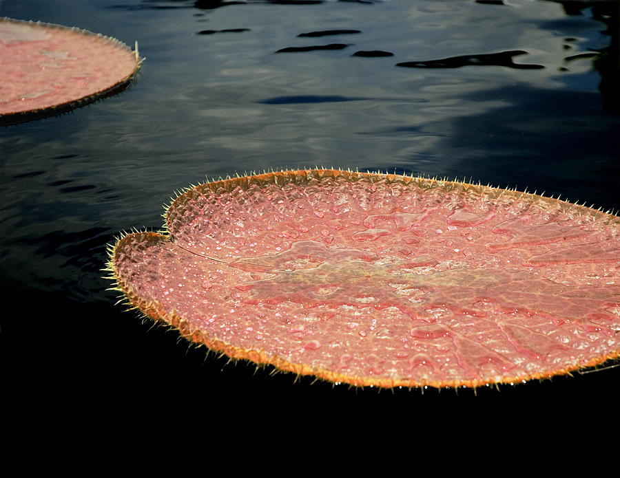 Lily Pad Photograph by Robert Culver