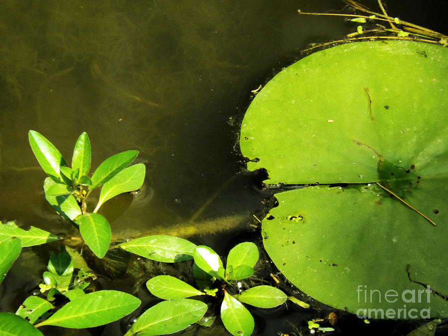 Lily Pad Photograph by Robyn King