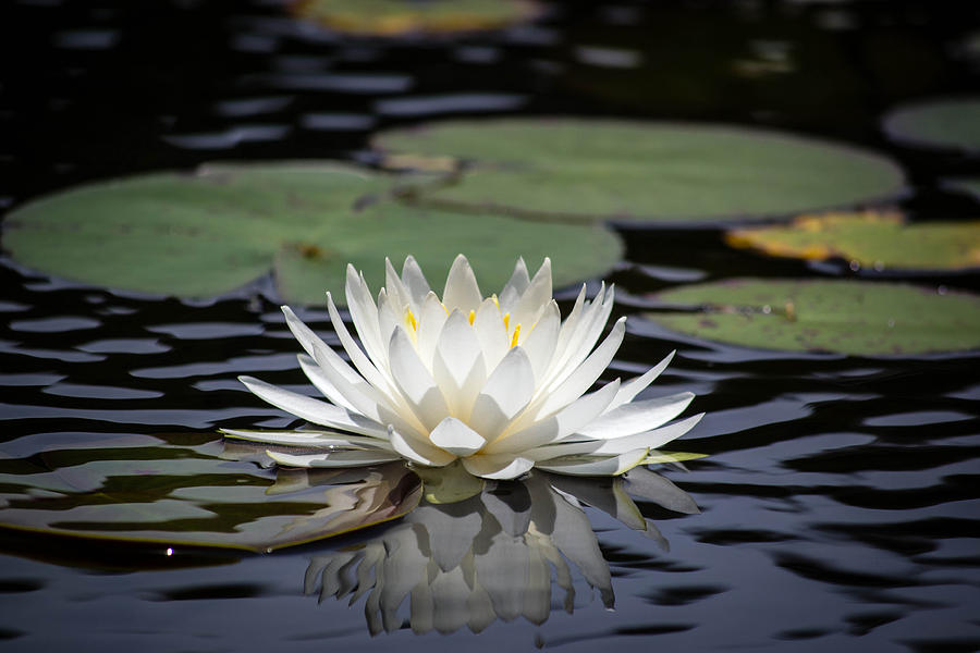 Lily pad Photograph by Shannon Blanchard - Fine Art America