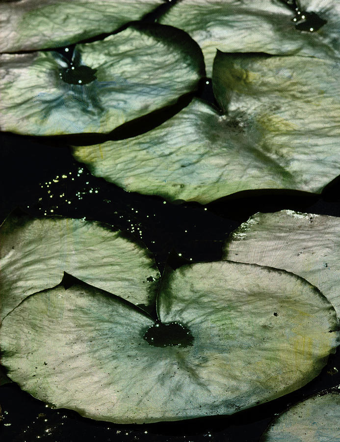 Lily Photograph - Lily Pads 1 by Rebecca Cozart