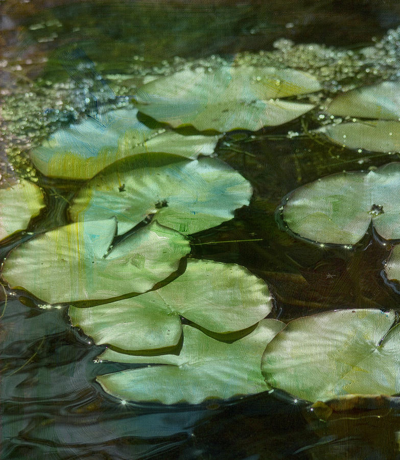 Lily Photograph - Lily Pads 2 by Rebecca Cozart