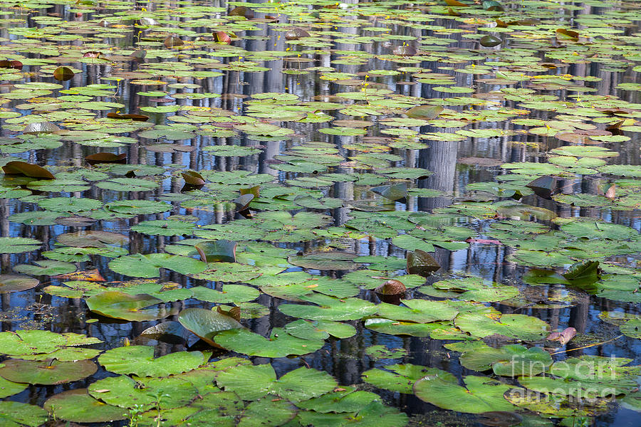 Lily Pads and Cypress Reflections Photograph by Susan Cole Kelly