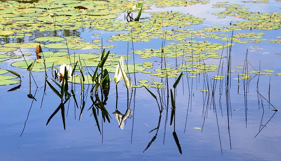 Lily Pads and Lake Grass Photograph by Nina-Rosa Dudy