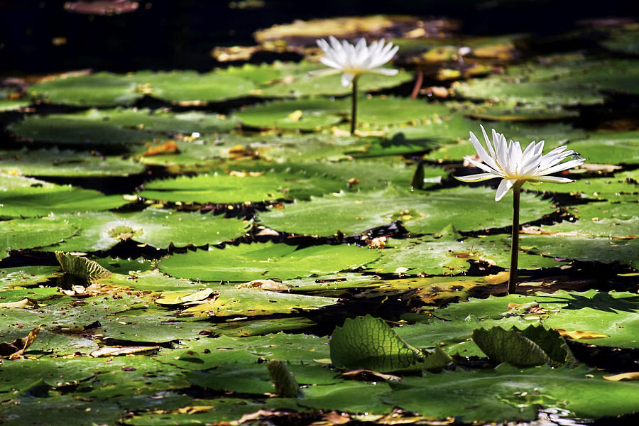 Lily Pads and Lotus Flowers with Dragonfly Photograph by Jason Politte