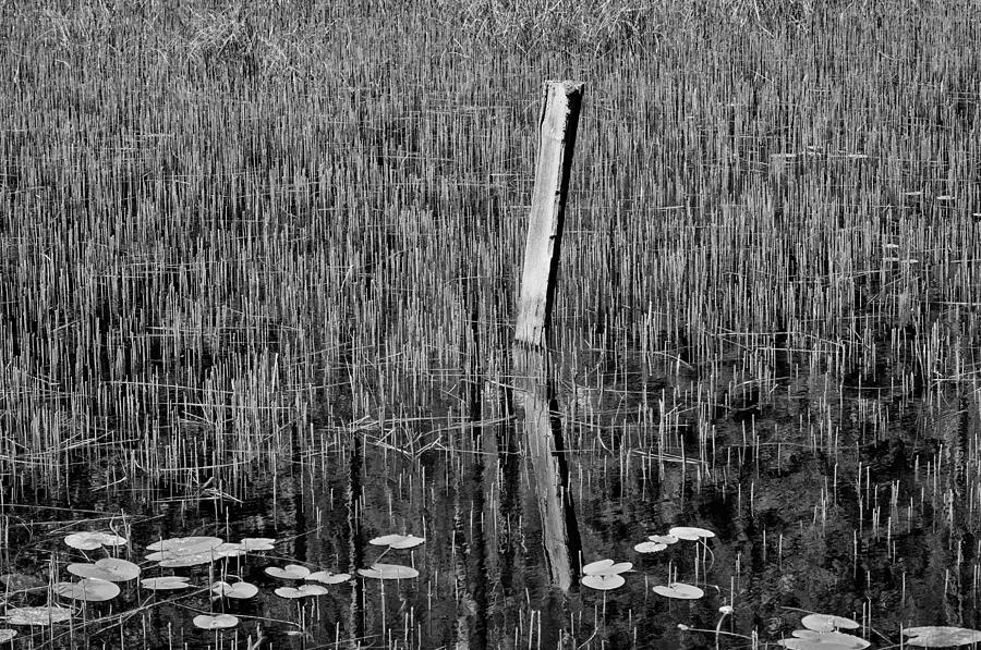 Kelowna Photograph - Lily Pads and Reeds by Allan Van Gasbeck