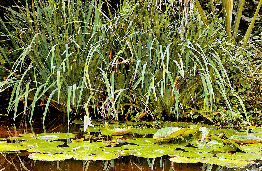 Lily Pads and Rushes DB Photograph by Rich Franco