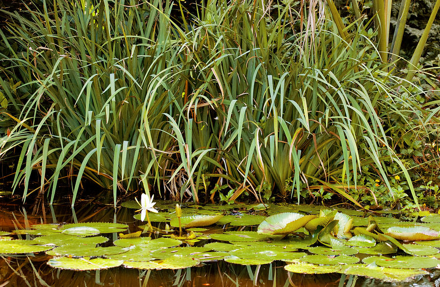 Lily Pads and Rushes Photograph by Rich Franco