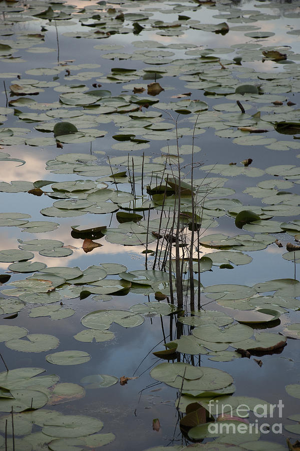 Water Lily Photograph - Lily Pads and Sky Reflection by Lauren Brice Water Lily Photograph - Lily Pads and Sky Reflection by Lauren Brice