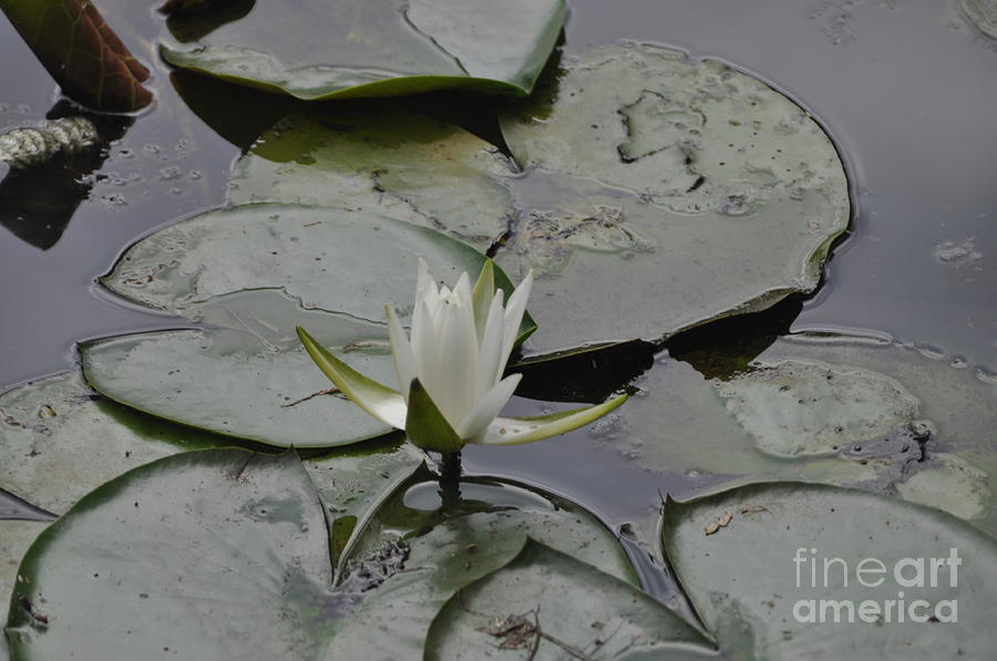 Lily Pads and Water Lilies Photograph by Nona Kumah