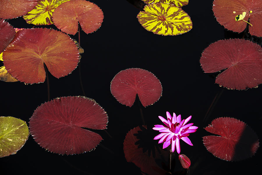 Lily Pads Photograph by Andrew Soundarajan
