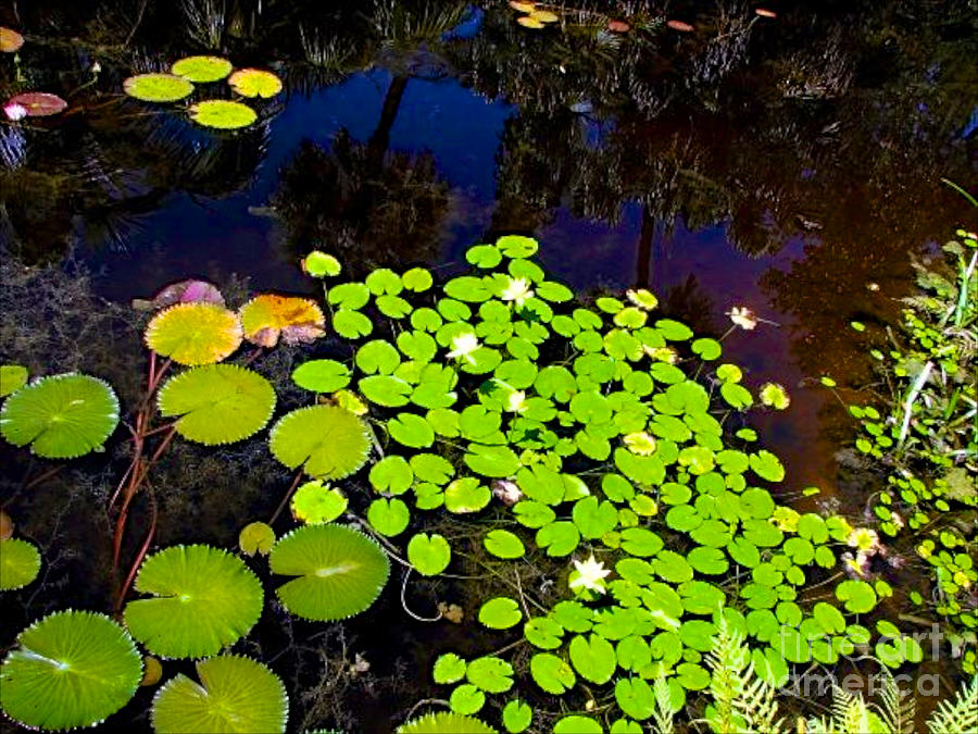 Pond Photograph - Lily Pads by Anita Lewis Pond Photograph - Lily Pads by Anita Lewis