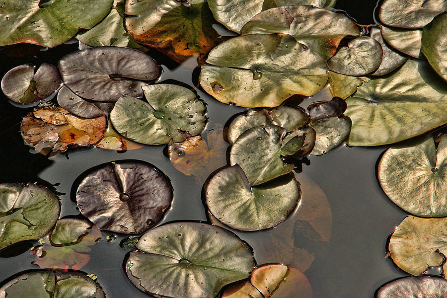 Lily Pads Photograph by Bill Kesler