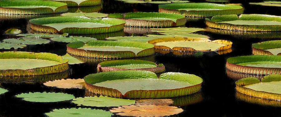 Lily Pads Photograph by Carol Eade