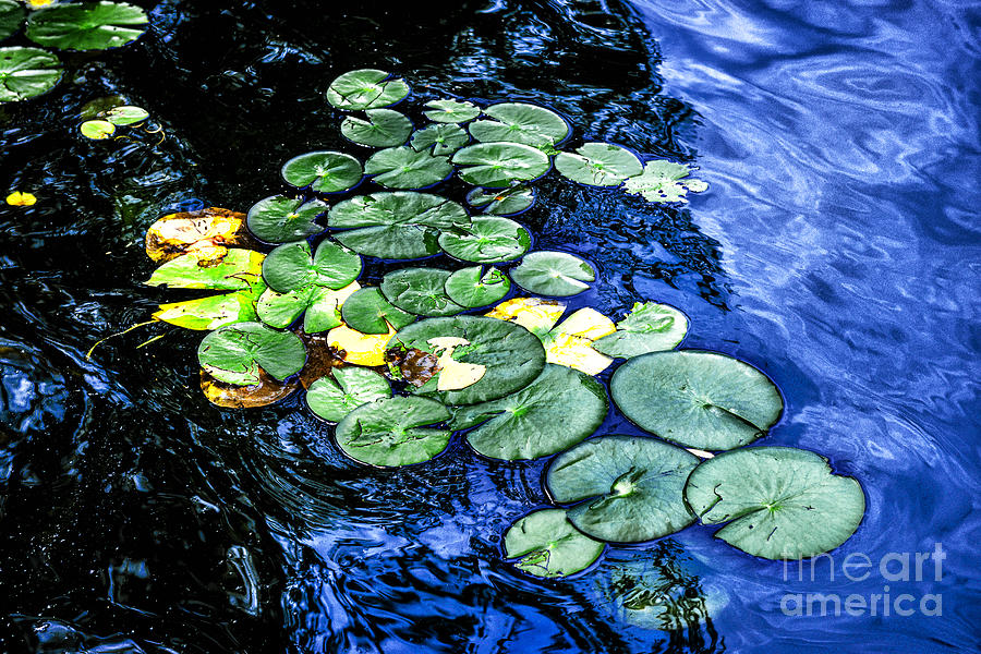 Lily Pads 2 Photograph