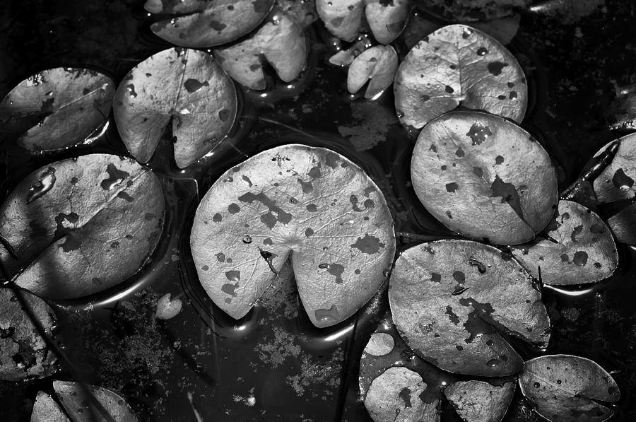 Lily pads floating on the bog Photograph by Louis Dallara