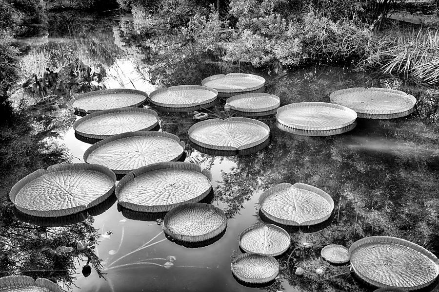 Lily Pads Photograph by Howard Salmon
