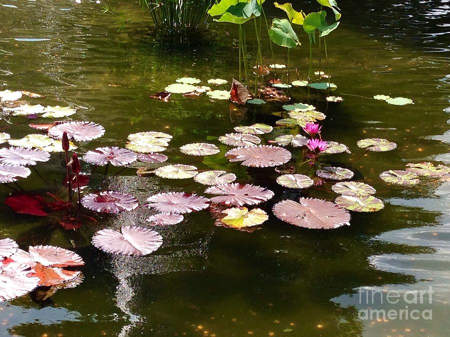 Lily Pads in the Fountain Photograph by Christy Gendalia
